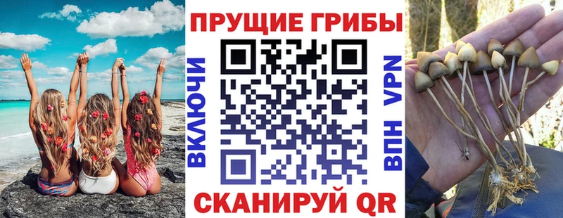 Галлюциногенные грибы Cubensis  это какой сайт  Протвино  как найти закладки 